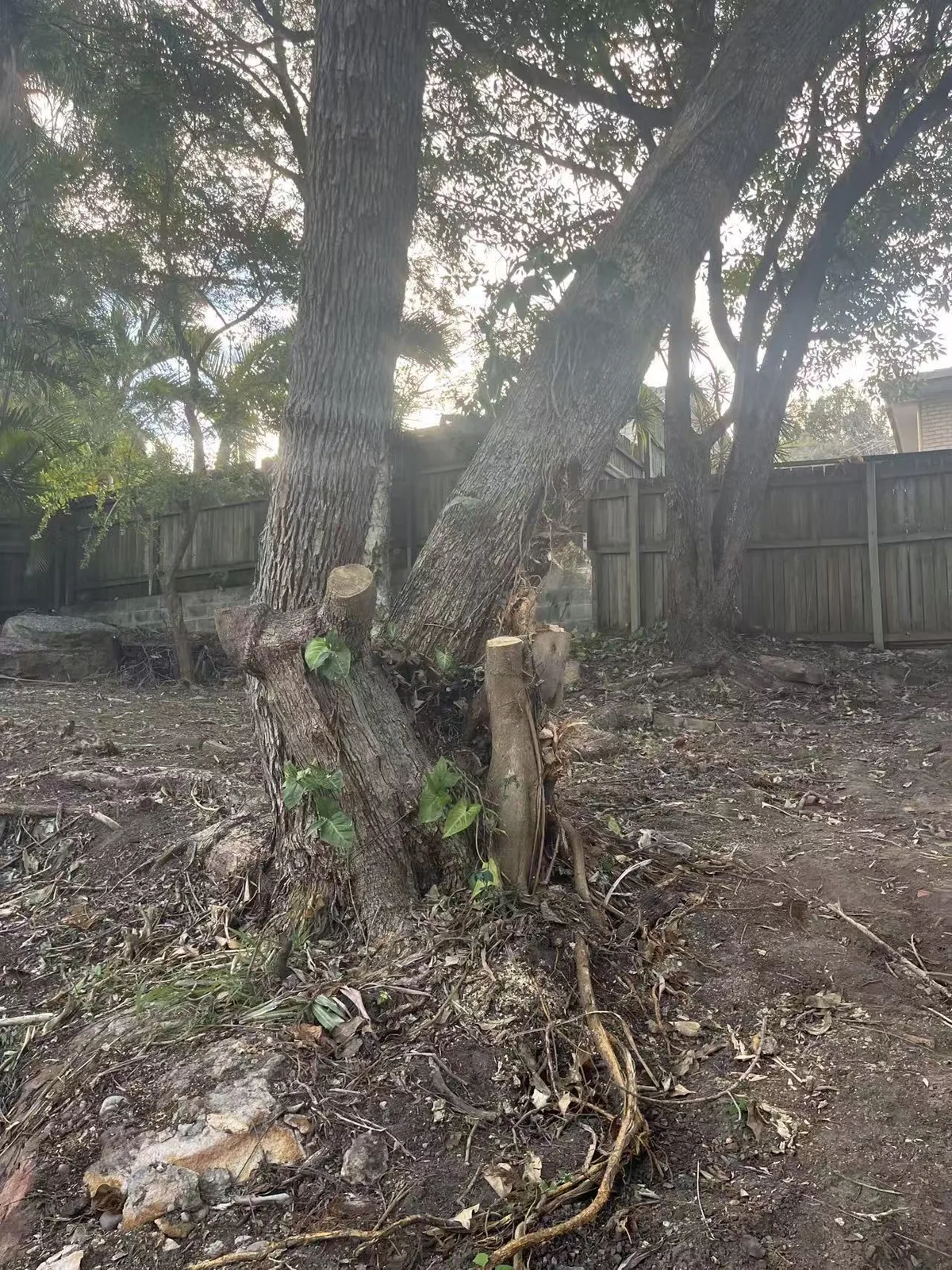 Base of a large multi-stem tree at a residential property