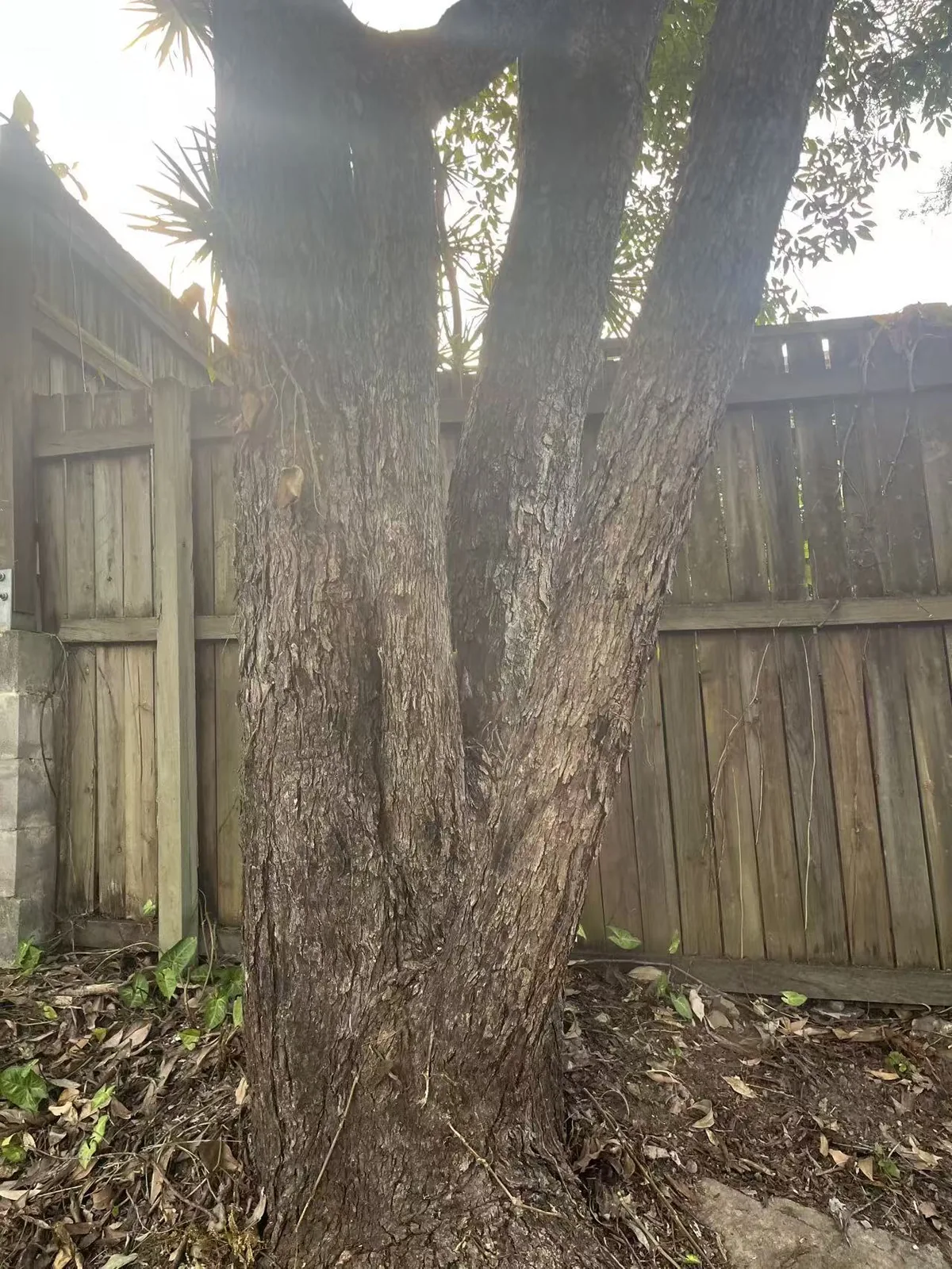 Close-up view of a large tree base before removal