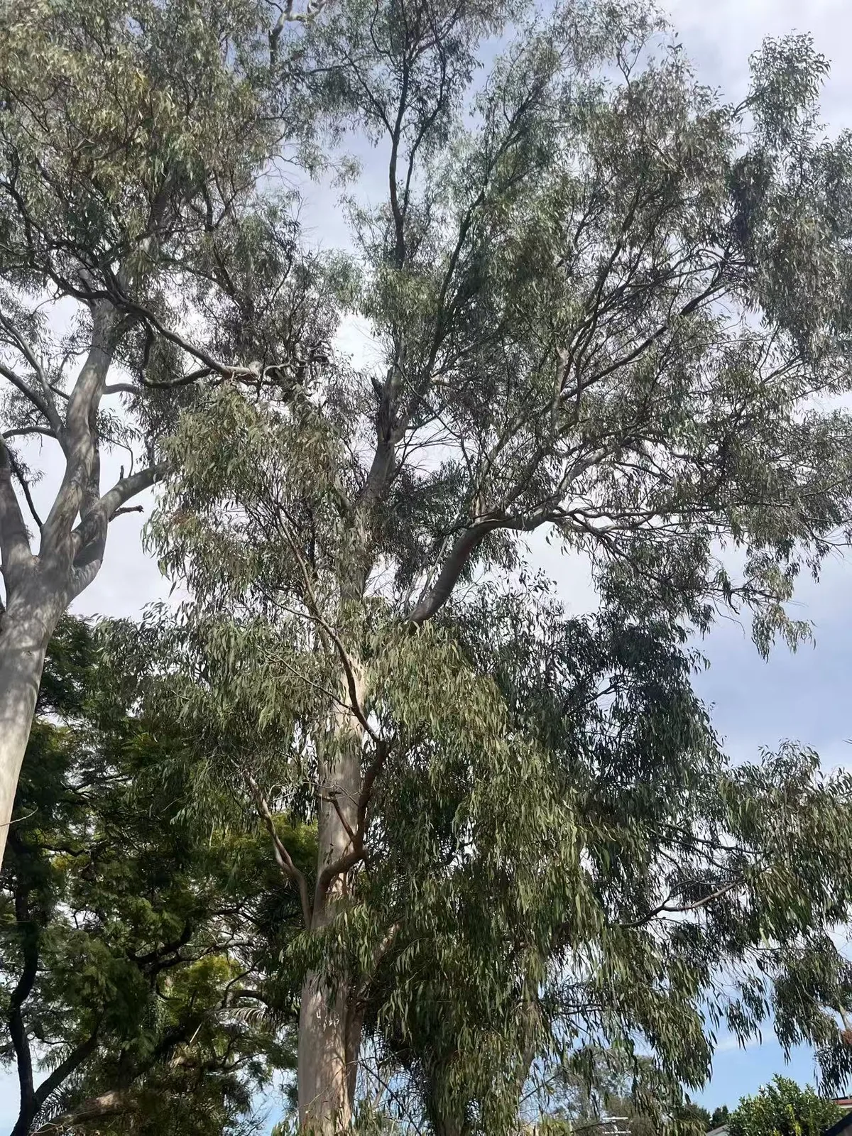 Tall eucalyptus tree at a residential property before removal
