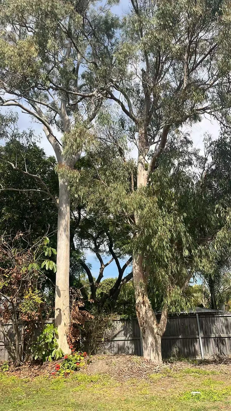 Large tree removal project at a residential property in Brisbane