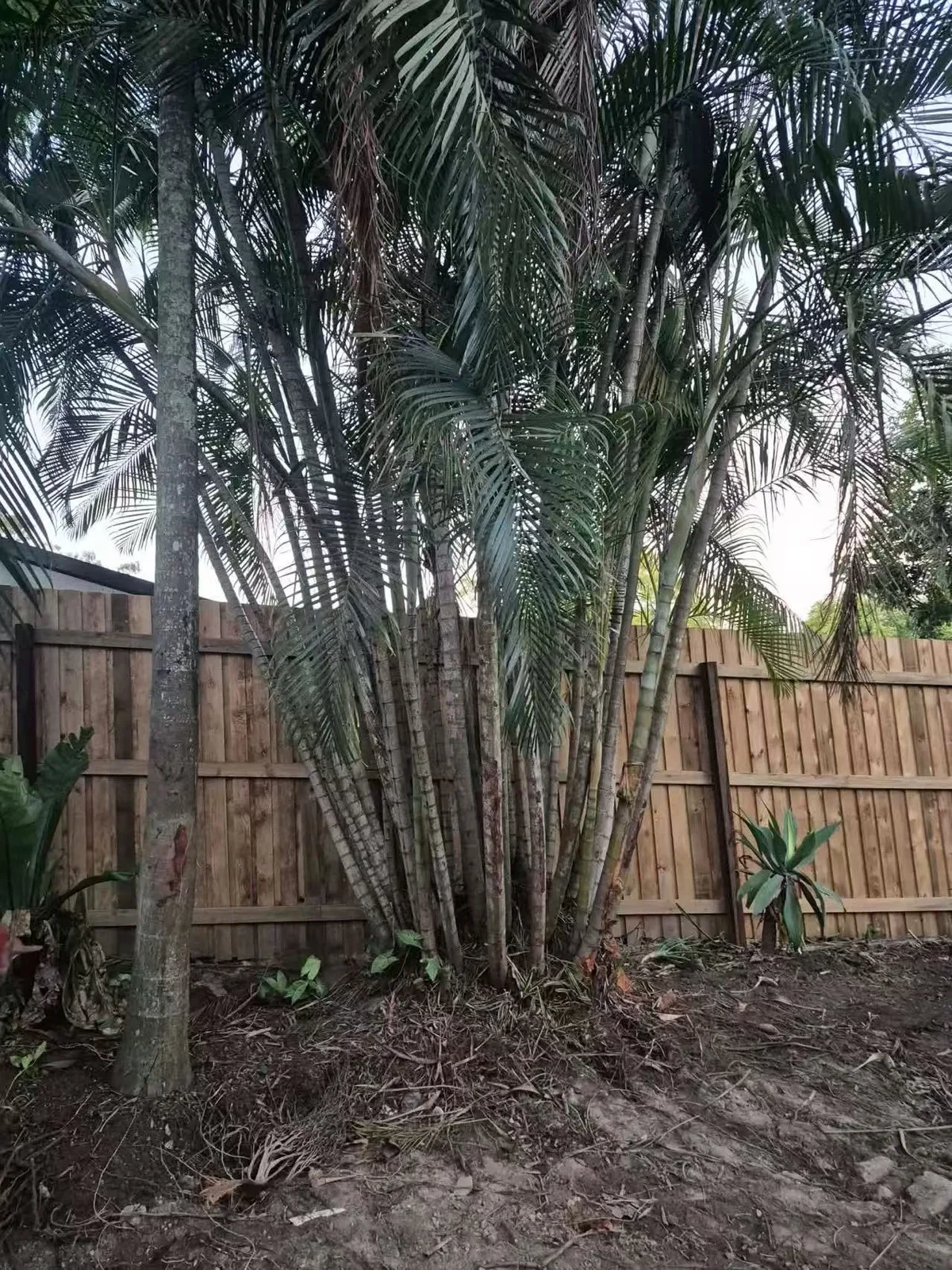 Pruned tree beside a shed or covered outdoor structure