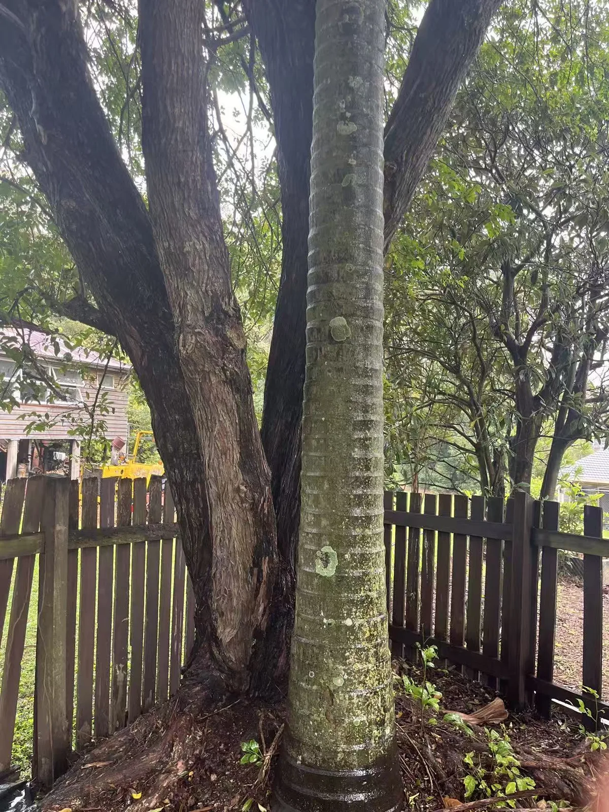 Damaged tree near a fence during cutting and clean-up